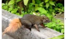 龙虎鼠最新爆料图片视频,独家图片视频揭秘幕后真相