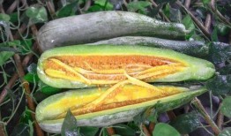 网红吃瓜平台叫什么名字,揭秘热门话题背后的秘密